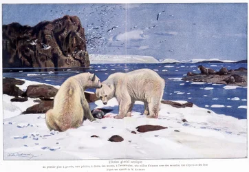 Arktisk ishav med to isbjørne, hvalrosser og fugle (måger, alkyoner og tåber). Baseret på en akvarel af W. Kuhnert.