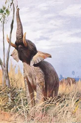 Afrikansk elefant, illustration fra Wildlife of the World, ca. 1910