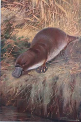 Andenæb, illustration fra Wildlife of the World, ca. 1910