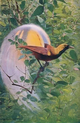 Great Bird of Paradise, illustration fra Wildlife of the World, c.1910