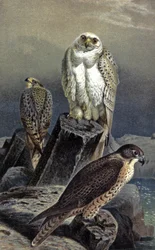 Jagtfalk, ca. 1910 (illustration)