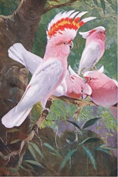Leadbeaters kakadue, illustration fra Verdens dyreliv, ca. 1910
