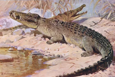 Nilkrokodille, illustration fra Wildlife of the World, ca. 1910