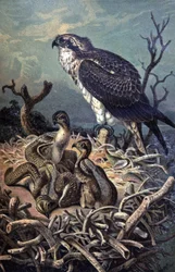 Osprey, ca. 1910 (illustration)