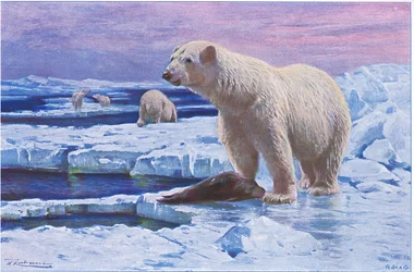 Isbjørn, fra Wildlife of the World udgivet af Frederick Warne & Co, ca. 1900
