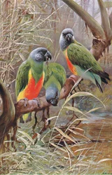 Senegal papegøje, illustration fra Wildlife of the World, c.1910