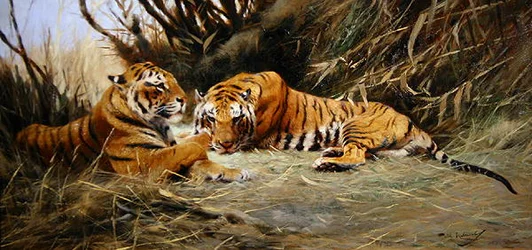 Sibiriske Tigre