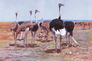 Somalistruds, illustration fra Wildlife of the World, ca. 1910