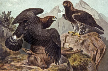 The Royal Eagle, ca. 1910 (illustration)
