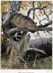 Wild Cat - Akvarel af Wilhelm Kuhnert