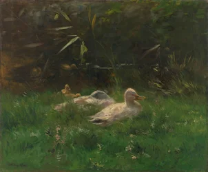 Ænder