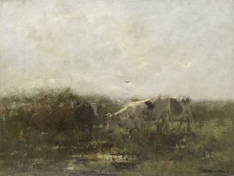 Køer