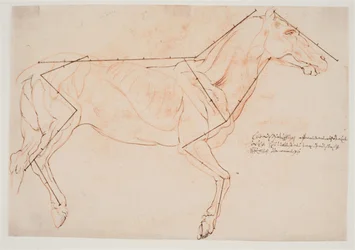 Anatomisk og proportionsstudie. En hest