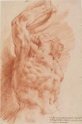 Laocoon. Laocoons torso ses nedefra fra højre.