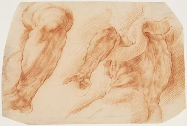 Laocoon. Studier af Laocoons venstre arm og af bagsiden af hans torso set fra venstre og nedefra