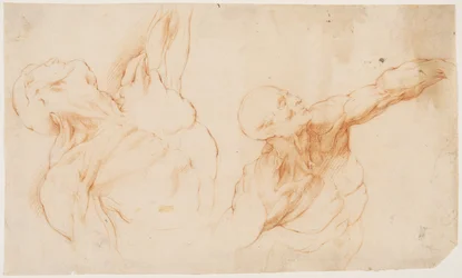 To anatomiske studier (écorchés). Afflettet torso af en mand, hans venstre arm løftet