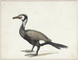Skarv