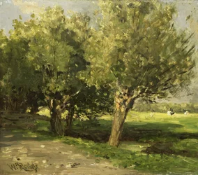 Piletræer