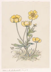 Smørblomster