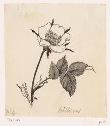 Vild rose