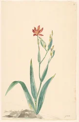 Leopardblomst i et landskab