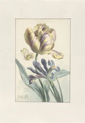 Tulipan og Iris