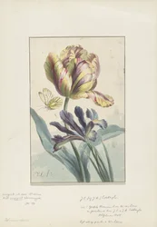 Tulipan og iris