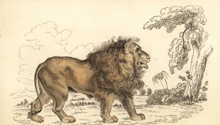 Asiatisk løve, truet, Panthera leo leo. ,1834 (gravering)