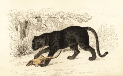 Sort jaguar, Panthera pardus, 1834
