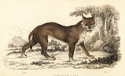 Canadisk los, Lynx canadensis., 1834 (gravering)