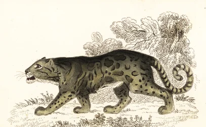 Skyet leopard, Neofelis nebulosa., 1834 (gravering)