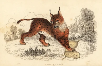 Eurasisk los, Lynx los., 1834 (gravering)