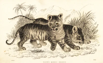 Hybrid løve og tiger unger. ,1834 (gravering)