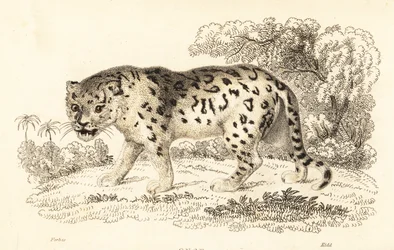 Jaguar, Panthera onca., 1834 (gravering)