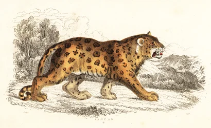Jaguar, Panthera onca., 1834 (gravering)