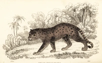 Jaguarandi, puma respekterer., 1834 (Engaraving)