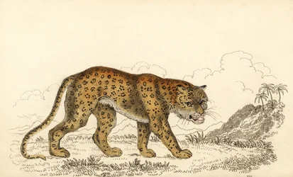 Leopard, Panthera pardus, sårbar., 1834 (gravering)
