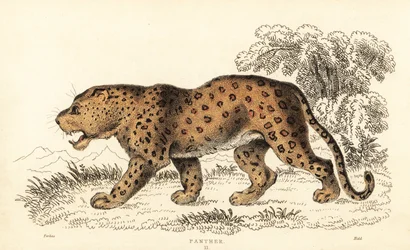 Leopard, Panthera pardus, sårbar., 1834 (gravering)