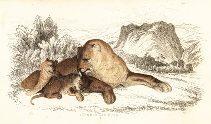 Løvinde og unger, Panthera leo., 1834 (gravering)