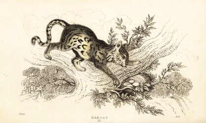Margay, Leopardus wiedii., 1834 (gravering)