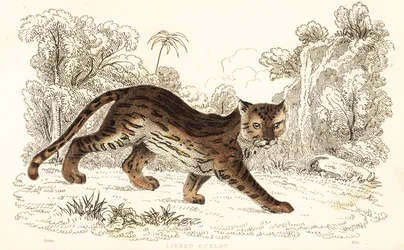 Margay, Leopardus wiedii catenata. , 1834 (gravering)
