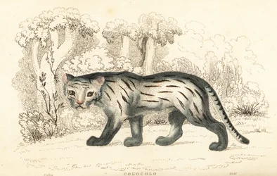Pampaskat eller pantanal, Leopardus colocola. ,1834 (gravering)