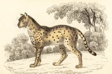 Serval, Leptailurus serval., 1834 (gravering)