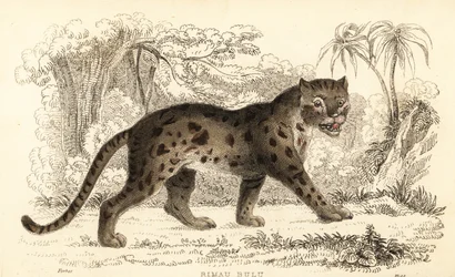 Sunda leopardkat, Prionailurus bengalensis subsp. sumatranus. ,1834 (gravering)