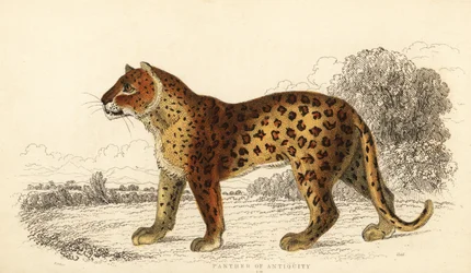 Antikkens panter. ,1834 (gravering)