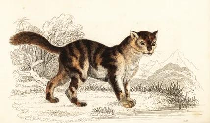 Vild skildpaddeskat fra Sydamerika, Felis catus. ,1834 (gravering)