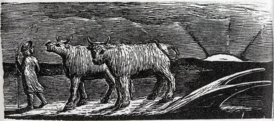 Unyoked Heifers Loitering Homeward, illustration fra Dr. Thorntons 