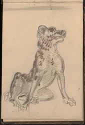 Portræt af en hund