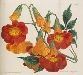 Botanisk Tidsskrift, 1787-1833.