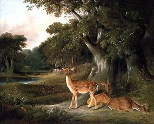 Rådyr i et skovlandskab